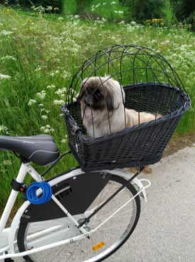 canasta para perro bicileta