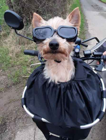 cestas bicicleta perro