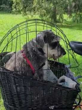 cesta para bicicleta mascotas