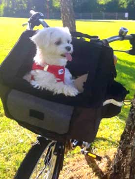 cesta para bicicleta mascotas