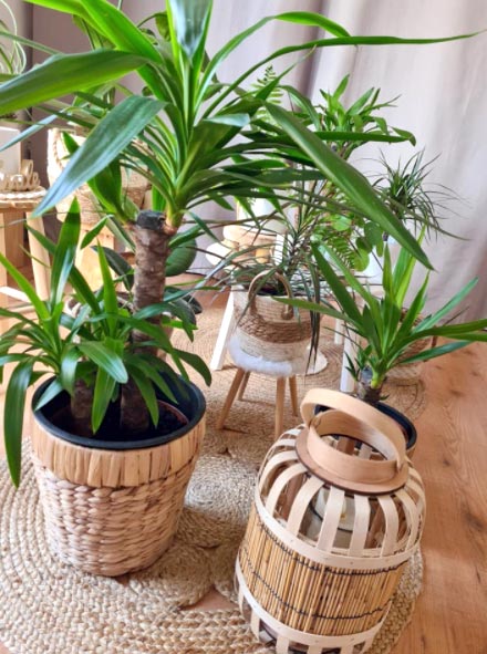 cestas mimbre plantas